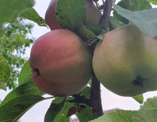 Пансионат «Контакт» для пожилых людей в Пятигорске