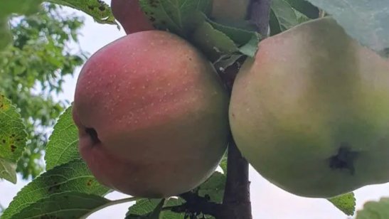 Пансионат «Контакт» для пожилых людей в Пятигорске